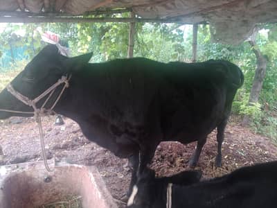 freezen and jarsiy  cross pregnant cow