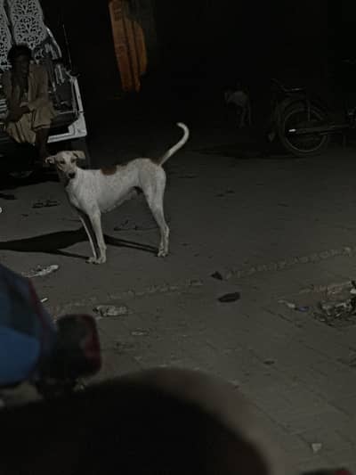 Dogesh bhi