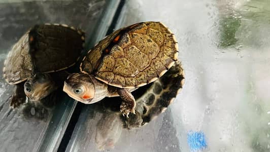 TURTLE FOR SALE