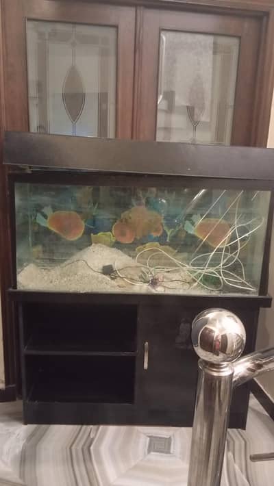fish aquarium