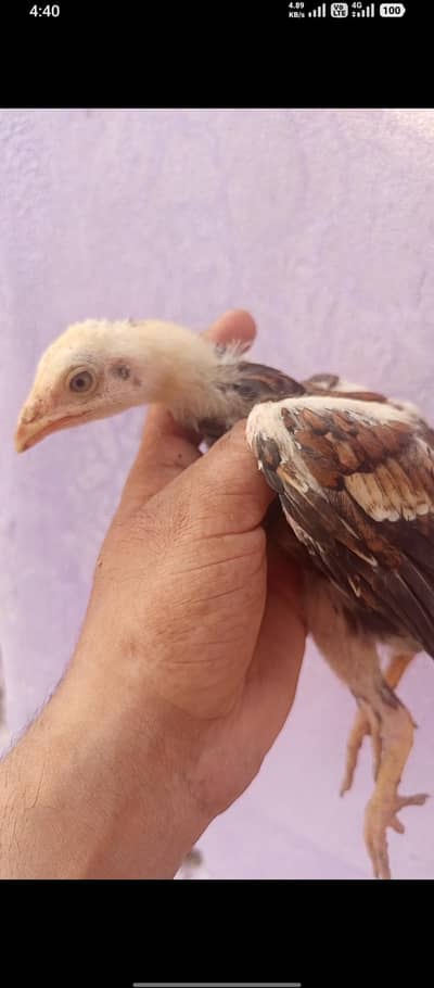 lakha pair