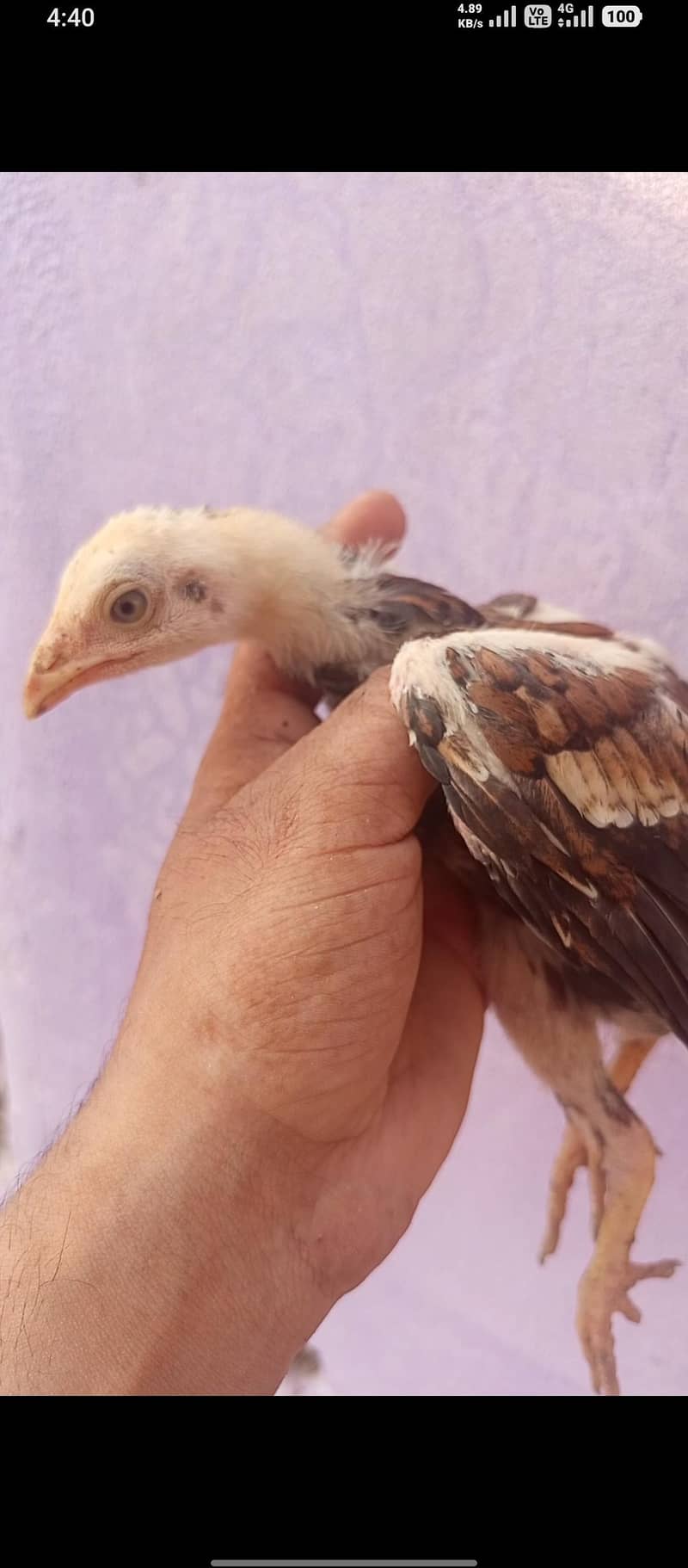 lakha pair 0
