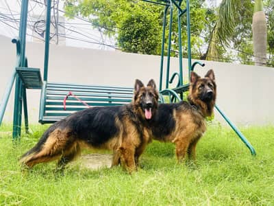 German shephard Pair For Sale