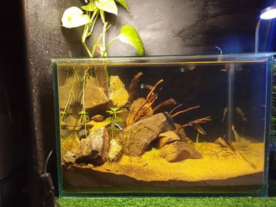1 feet aquarium and 10 guppies fish with life plants