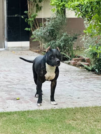 American bully female contact number 0/3/0/1/3/0/7/0/3/5/4