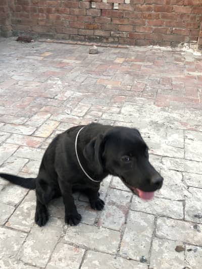 For sale
