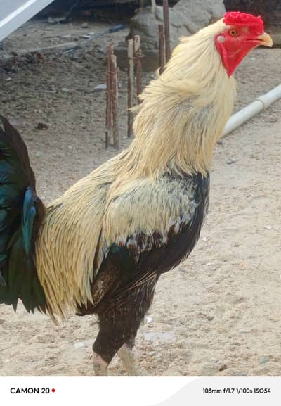 Aseel murga pure breed