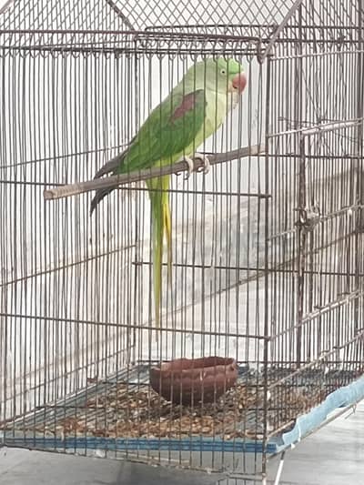kashmiri raw parrot female