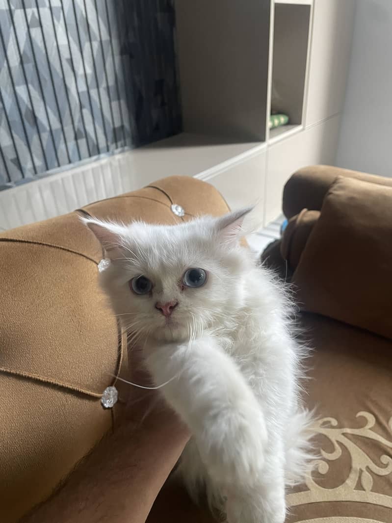 Cute cat 0