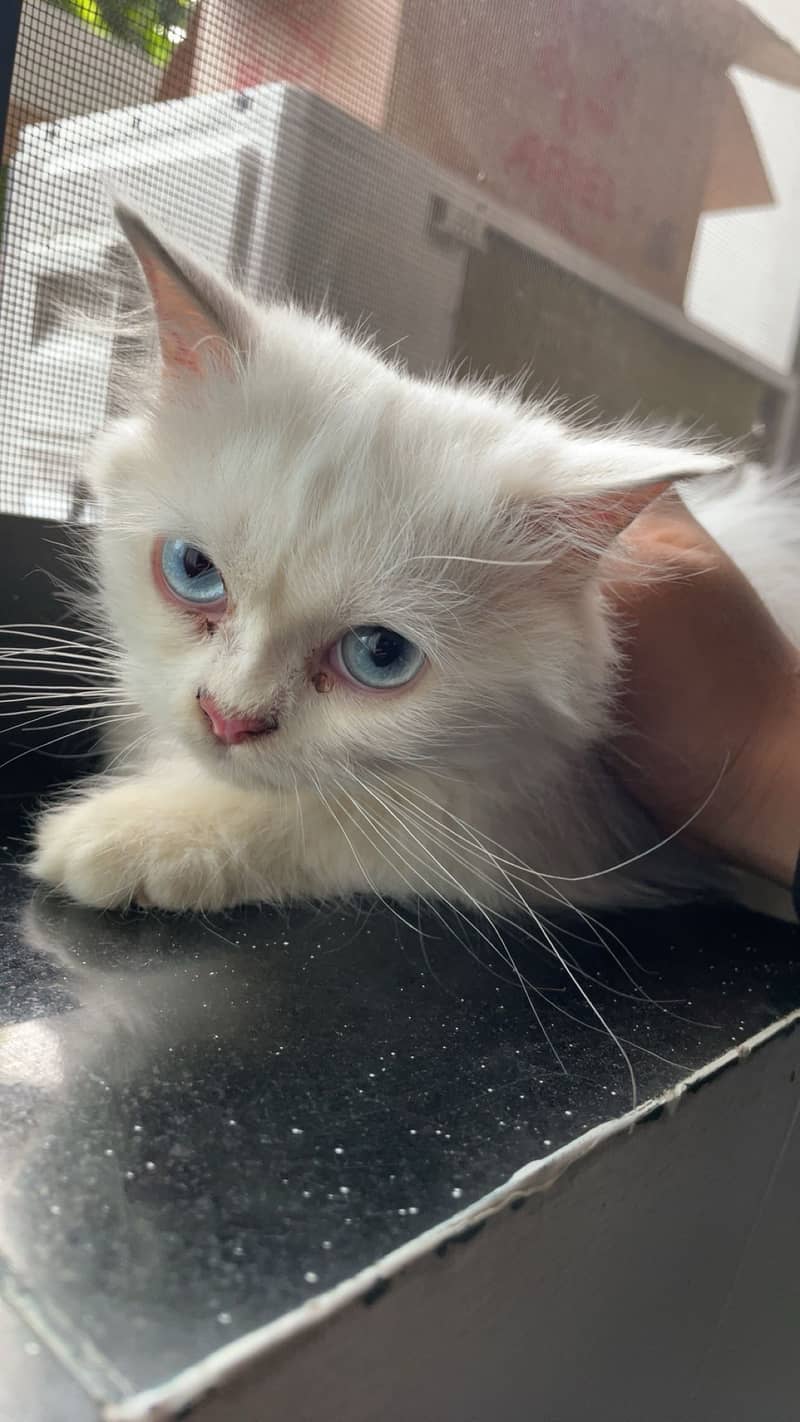 Cute cat 1