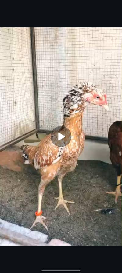aseel or dasi kurk hony wali murgi sale or ak phata b hai aseel