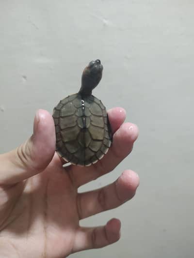 TURTLE FOR SALE