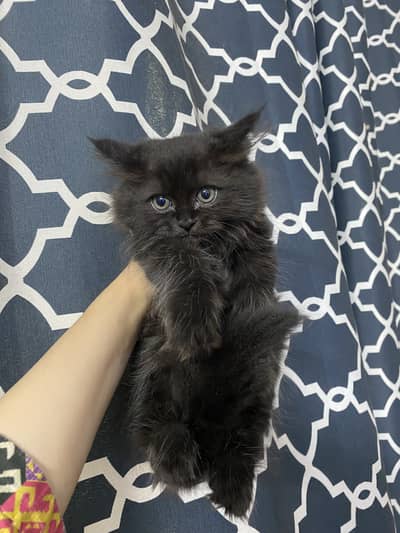 Triple coated persian male and female kittens