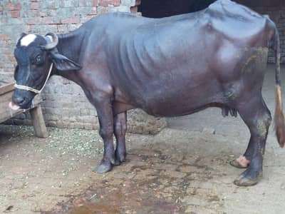 buffalo 9 month start hai 8 month confirm gabban 3rd timer