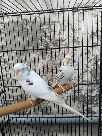 male budgies / recessive / white / parrot / tota