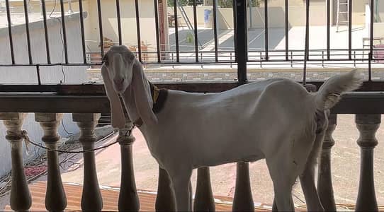 rajanpuri bakri  pure 4 dant