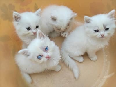 I want to sale persion kitten