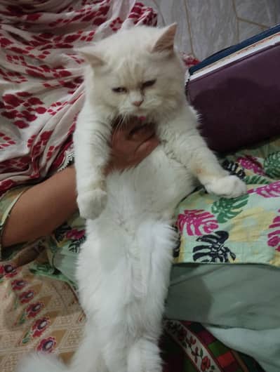 persian cat