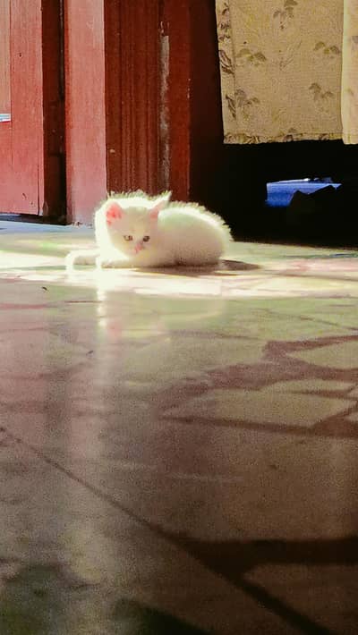 Kitten for sale