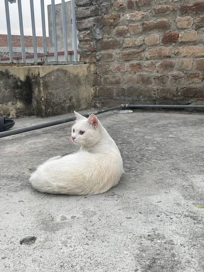 Pershian