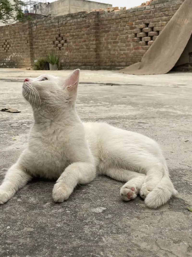 Pershian 1