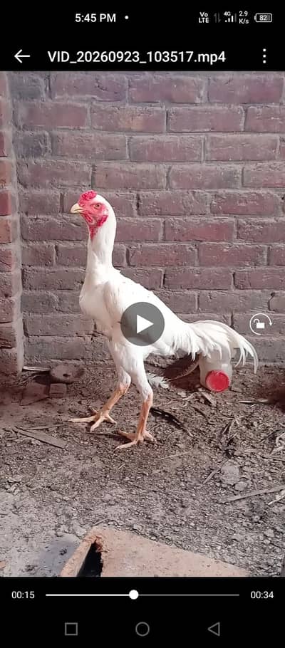 German Shamo