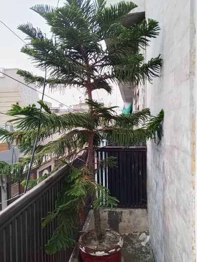Large Mature Araucaria Plant