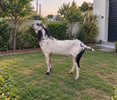 Pure Desi Breeder Male Goat 3 Years - Goat for sale