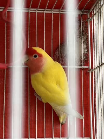 Lovebird urgent sale