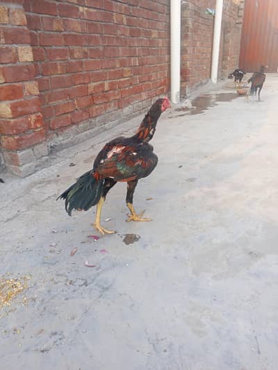 aseel murge