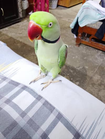 Male Parrot for Sale