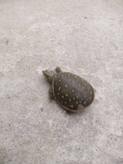 Baby turtle 