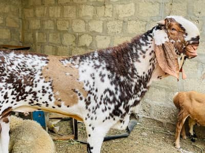 Makha cheena breeder for sale