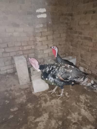 turkey birds