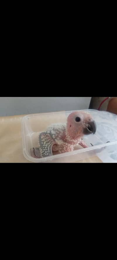 sunconure chick