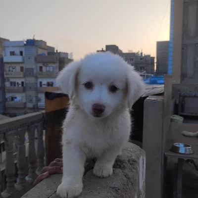 Cute Russian Dog