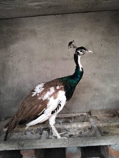 Male peacock for sale