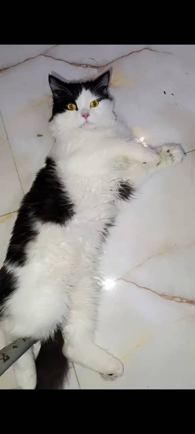 Persian cat