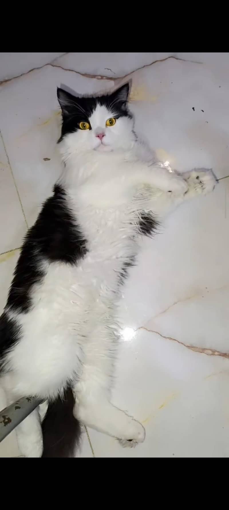 Persian cat 0