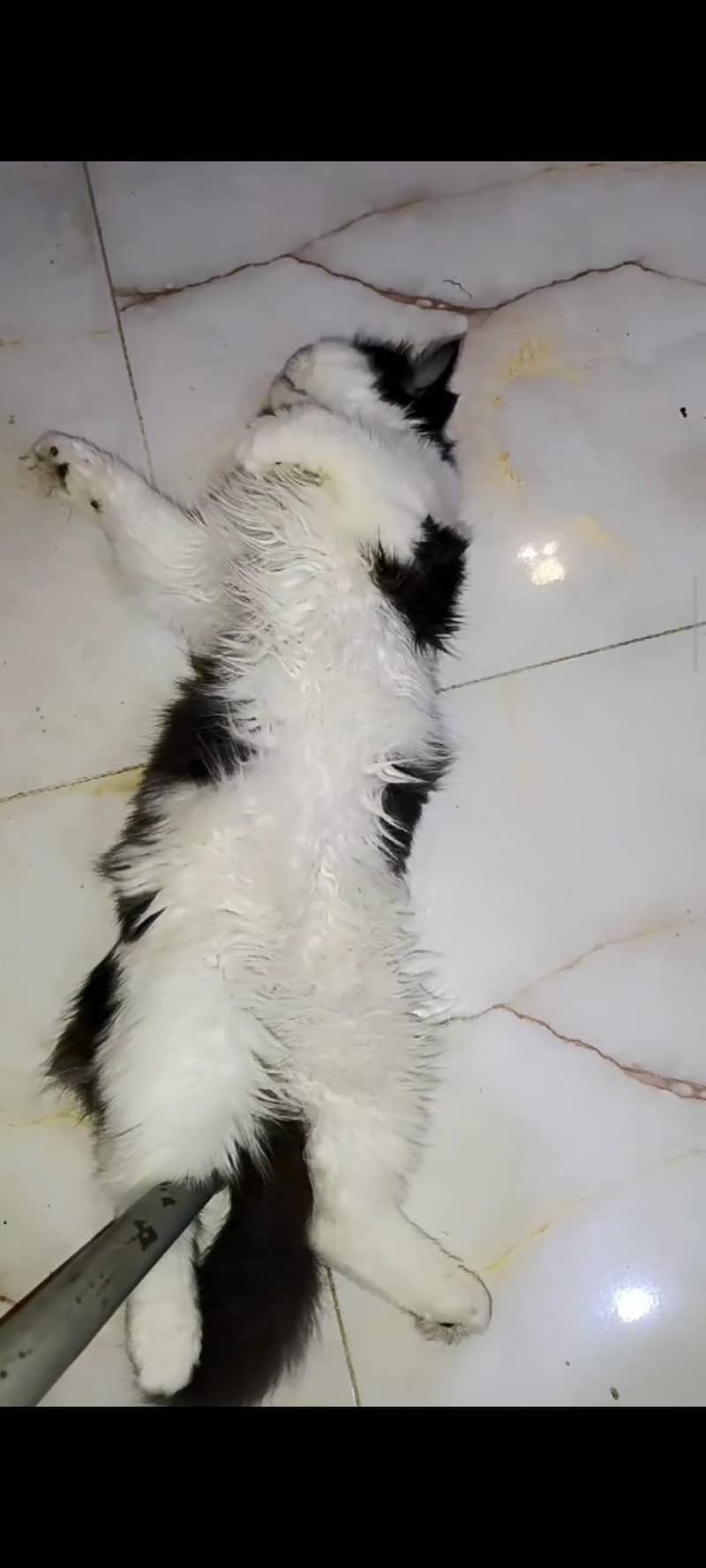 Persian cat 1