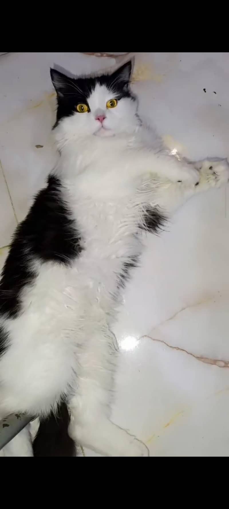 Persian cat 2