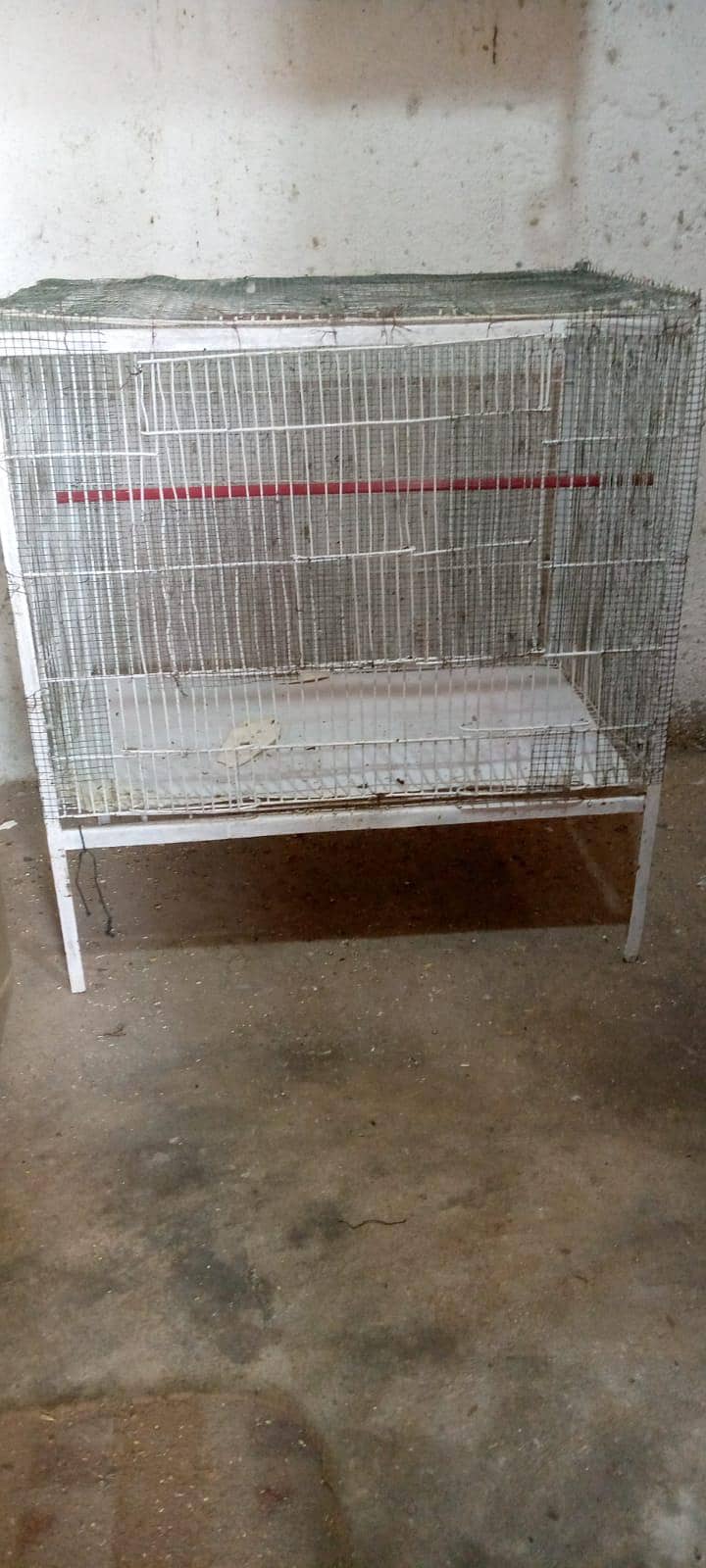 budgi 1