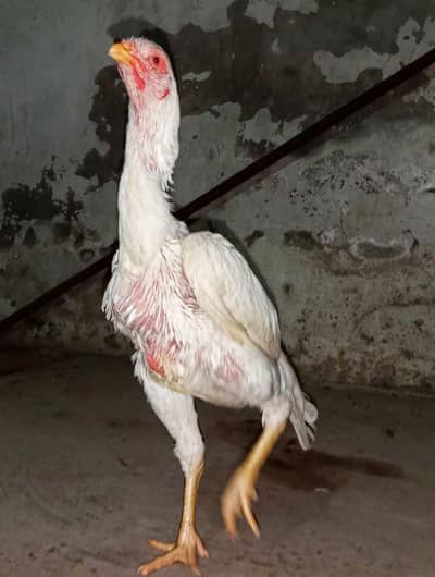Pure Aseel Murgi For Sale - 10 Months - Healthy & Active