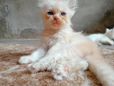 3 male Persian cats(kitten) for sale