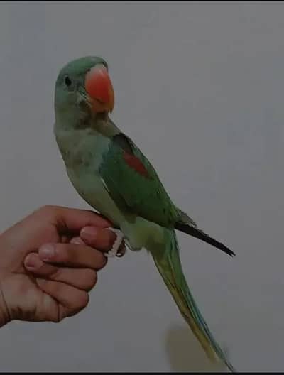 Raw parrot self chick
