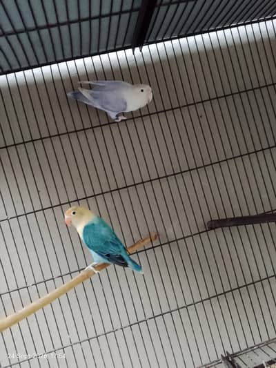 love birds