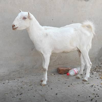 2 Teddy Bakriaan Quality for sale Fully healthy