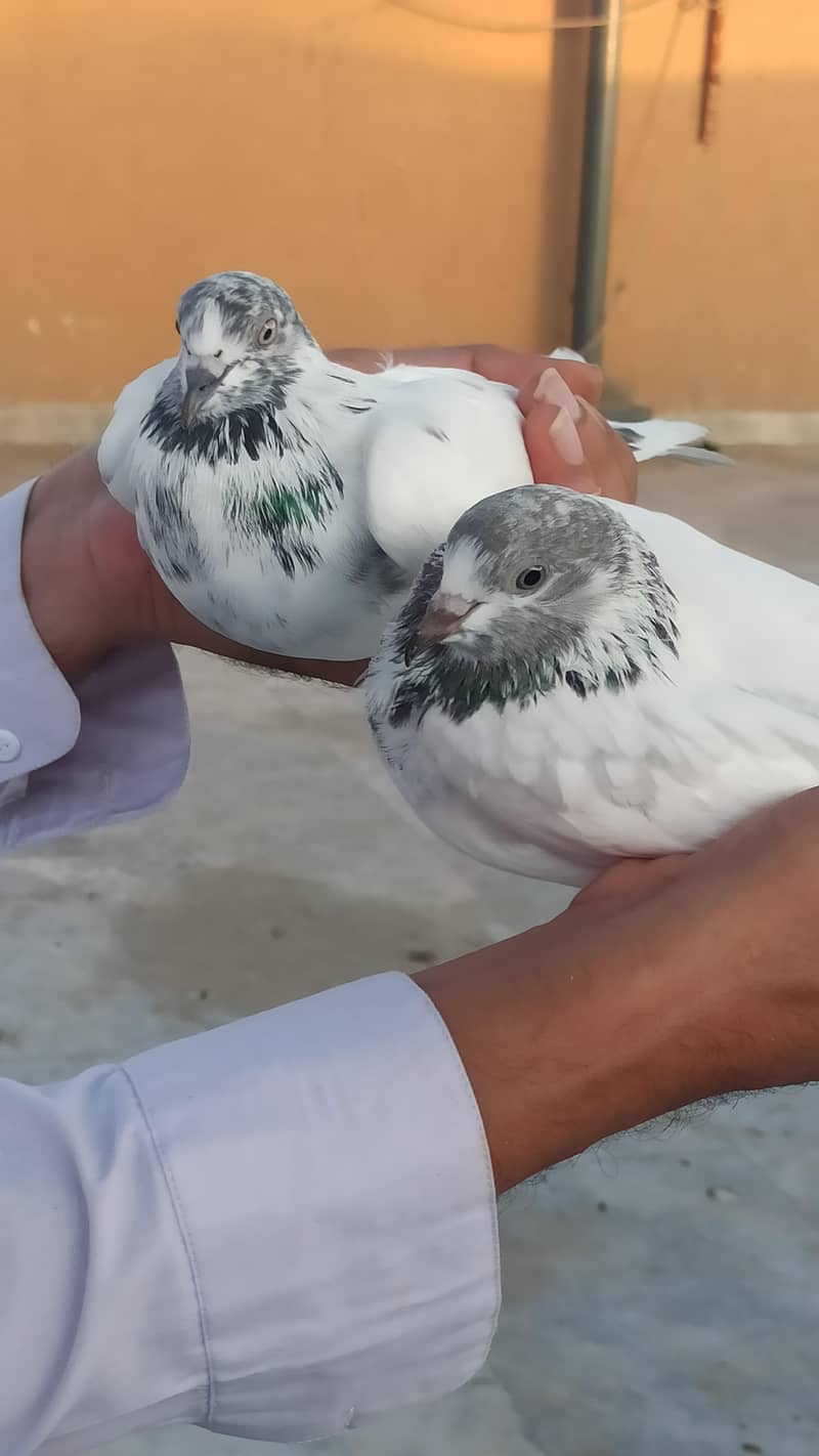 pigeon 0
