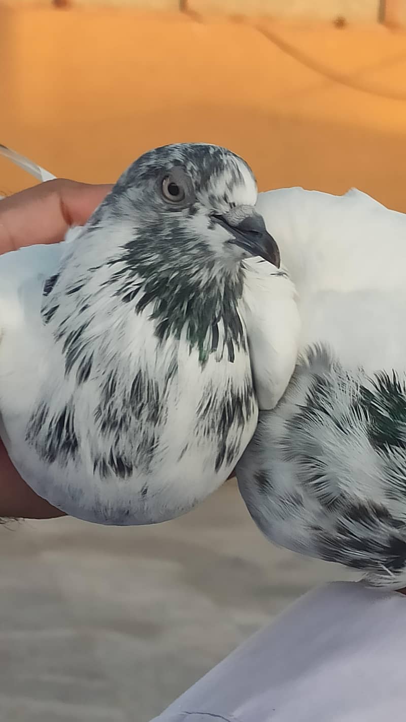 pigeon 1