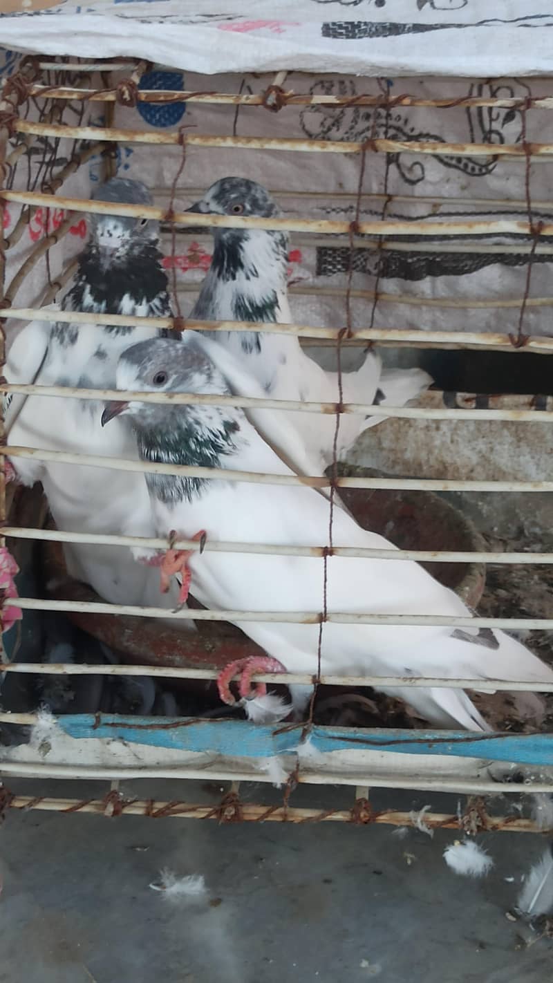 pigeon 2